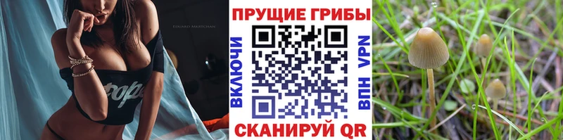 цена наркотик Ахтубинск Галлюциногенные грибы MAGIC MUSHROOMS